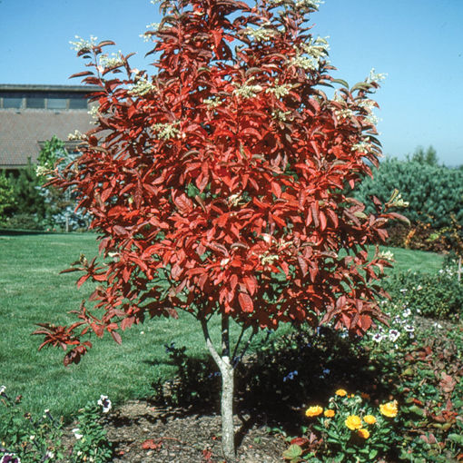 Sourwood - Oxydendrum arboreum