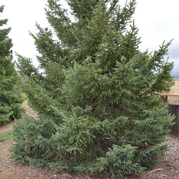 Norway Spruce Trees for Sale at Arbor Day's Online Tree Nursery - Arbor ...