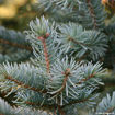 Black Hills Spruce - Picea glauca var. densata