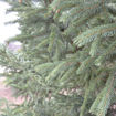 Black Hills Spruce Picea glauca var. densata