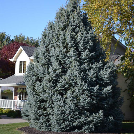 Picea pungens (Colorado Blue Spruce)