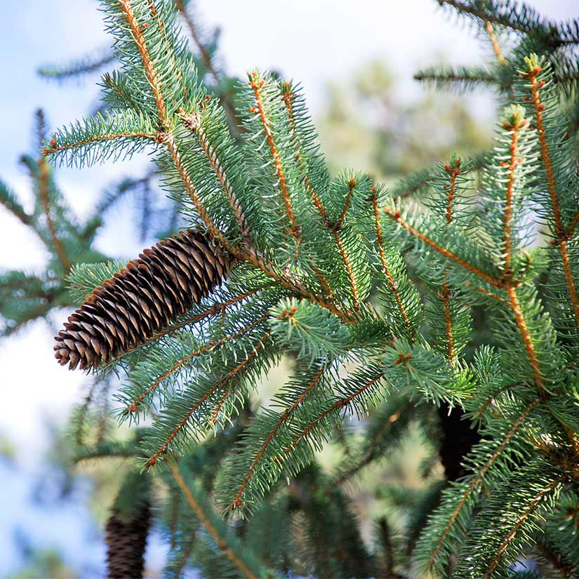 Picea pungens (Colorado Blue Spruce)
