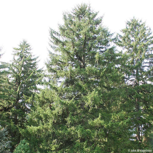 Norway Spruce evergreen