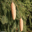 Picture of Norway Spruce