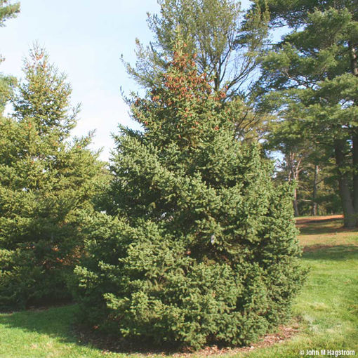 White Spruce evergreen