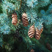 Picture of White Spruce