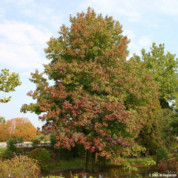 Contender Peach Trees for Sale at Arbor Day's Online Tree Nursery - Arbor  Day Foundation