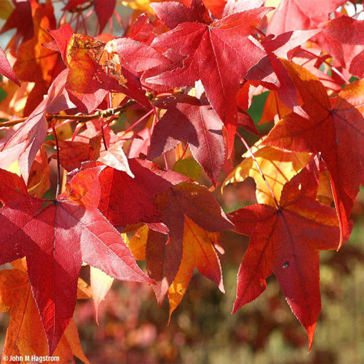 American Sweetgum Trees for Sale at Arbor Day's Online Tree Nursery ...