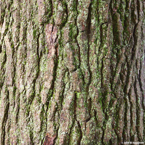 American Sweetgum Trees for Sale at Arbor Day's Online Tree Nursery ...