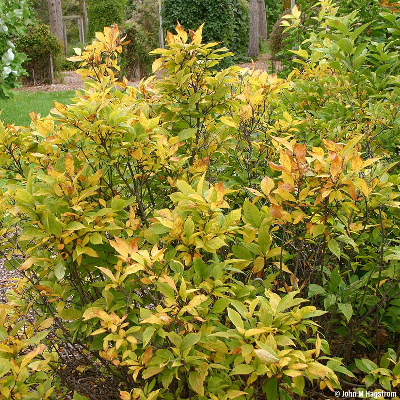 Image of Sweet shrub in fall