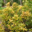 Sweetshrub - Calycanthus floridus