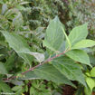 Picture of Sweetshrub