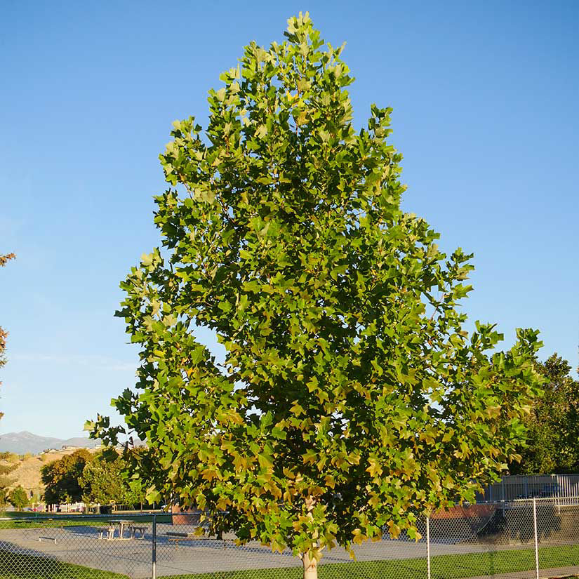 Buy Affordable Tuliptree Trees At Our Online Nursery Arbor Day Foundation Buy Trees Rain Forest Friendly Coffee Greeting Cards That Plant Trees Memorials And Celebrations With Trees And More,Country Style Ribs
