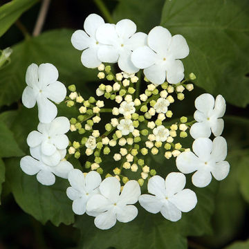 American Cranberrybush Viburnum bush - Viburnum trilobum