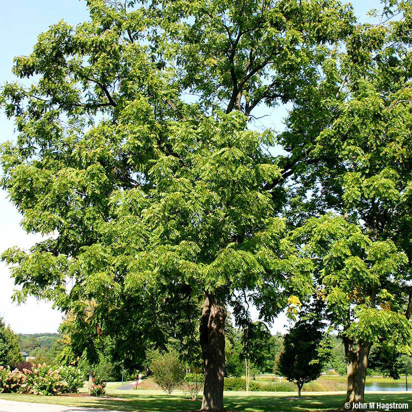 black walnut tree leaves