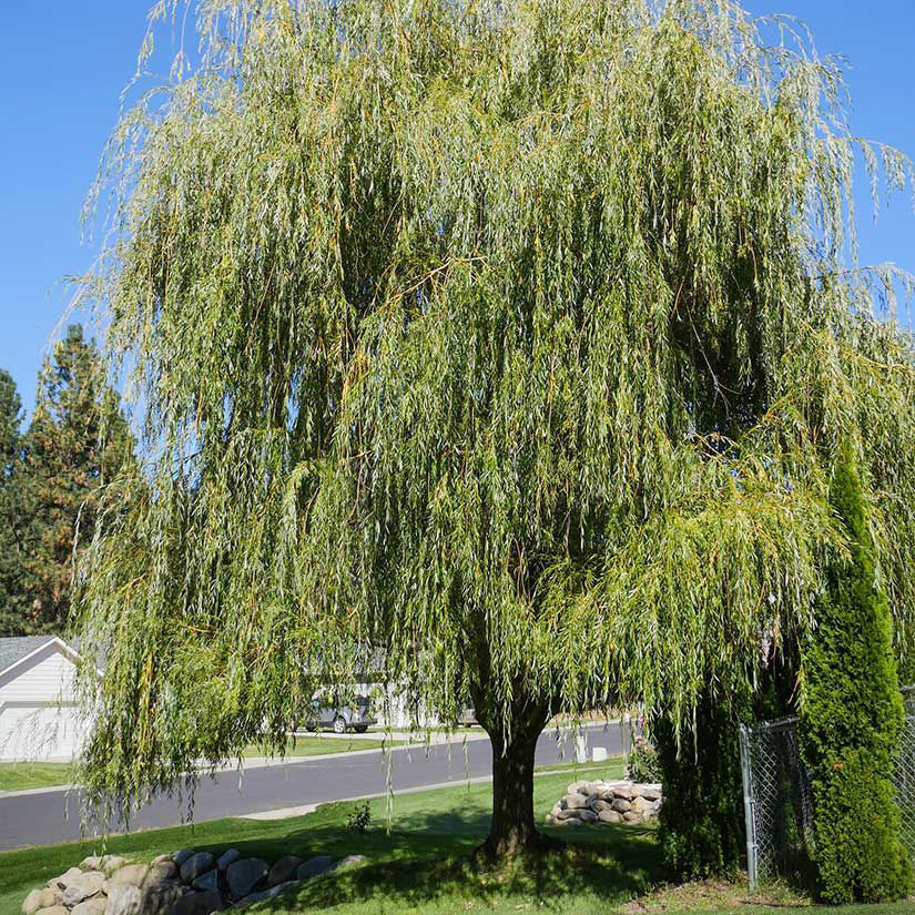 Weeping Willow Trees For Sale at Ty Ty Nursery