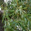 Picture of Weeping Willow