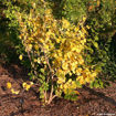 Witchhazel shrub - Hammamelis virginiana