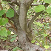 Picture of Witchhazel