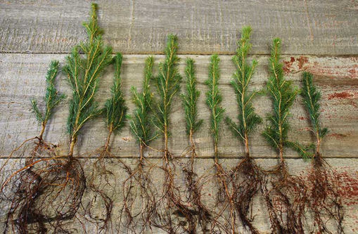 christmas tree seedlings for sale near me