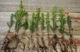 Tree Seedlings in Bulk