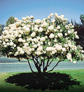 hydrangea paniculata grandiflora tree