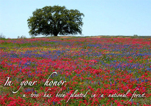 Picture of Wild Flowers E-Card