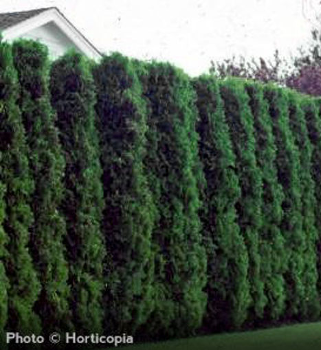 Buy affordable American Arborvitae trees at our online nursery - Arbor ...