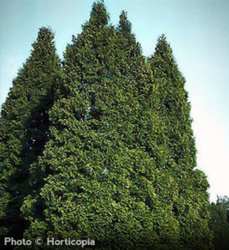 Buy affordable American Arborvitae trees at our online nursery - Arbor ...