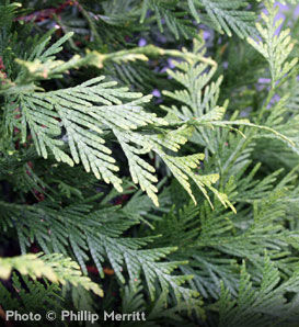Buy affordable American Arborvitae trees at our online nursery - Arbor ...
