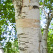Picture of T & M Greencare Paper Birch