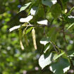 Picture of T & M Greencare Paper Birch