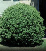 Common Boxwood - Buxus sempervirens