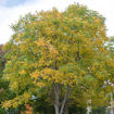 Kentucky Coffeetree - Gymnocladus dioicus