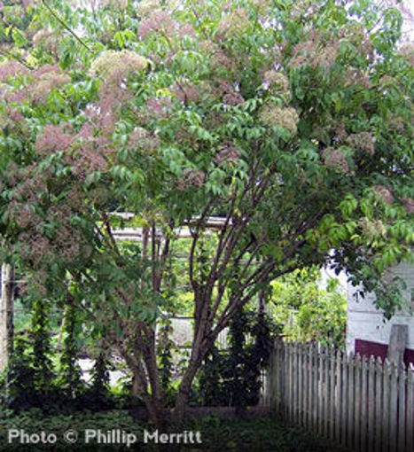 American Elder - Sambucus Canadensis