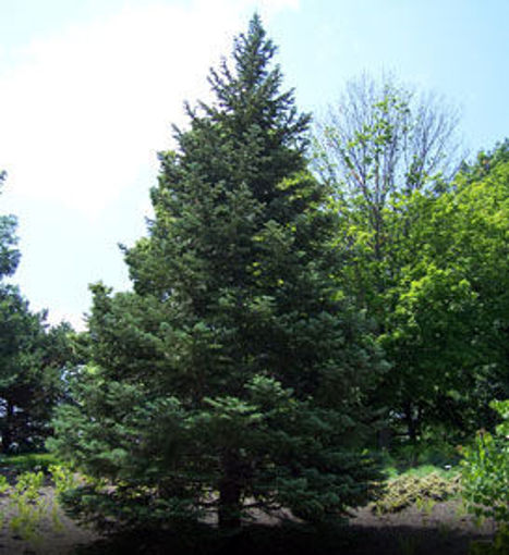 Buy affordable White Fir trees at our online nursery - Arbor Day Foundation