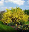 Forsythia - Forsythia x intermedia