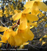 Forsythia - Forsythia x intermedia