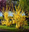 Forsythia - Forsythia x intermedia