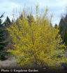 Forsythia - Forsythia x intermedia