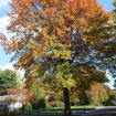 Picture of T & M Greencare Pin Oak