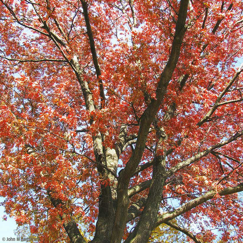 Buy affordable Pin Oak trees at our online nursery - Arbor Day Foundation