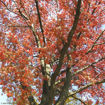 Picture of T & M Greencare Pin Oak