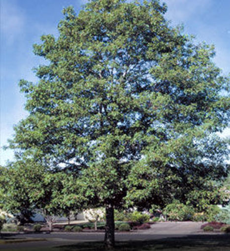 White Oak - Quercus alba