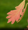 White Oak - Quercus alba