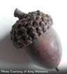 White Oak - Quercus alba