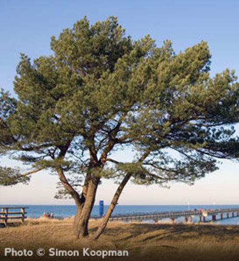 Scots Pine - Pinus sylvestris