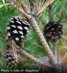 Scots Pine - Pinus sylvestris