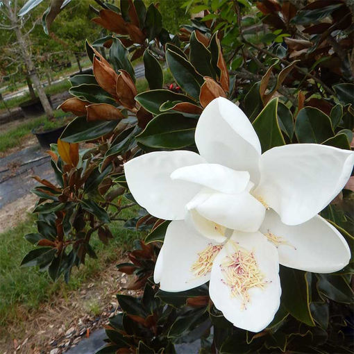 Saucer Magnolia - Magnolia x soulangeana