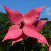 Picture of Scarlet Fire® Dogwood